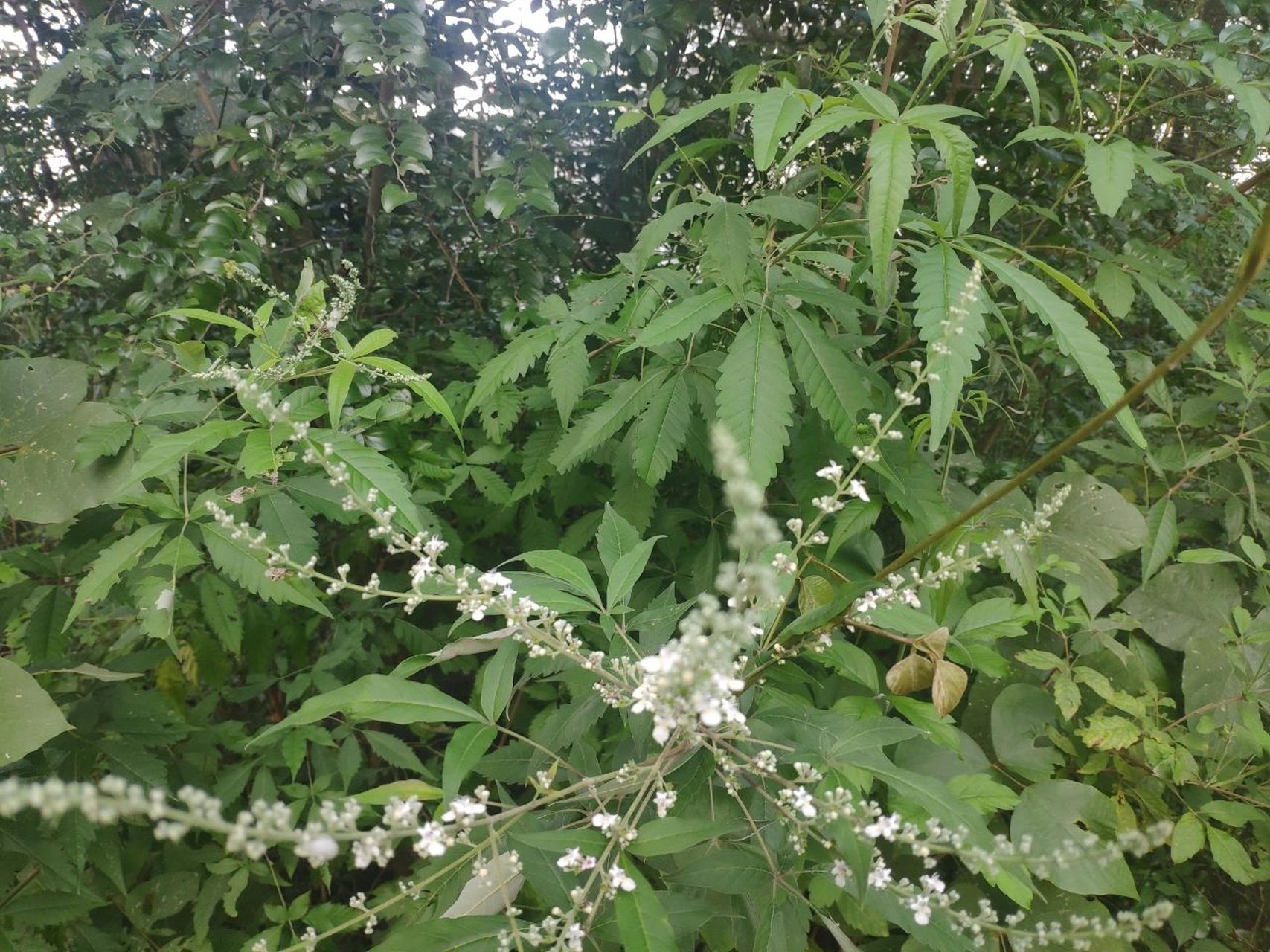 ViteX(Vitex圣洁莓胶囊)